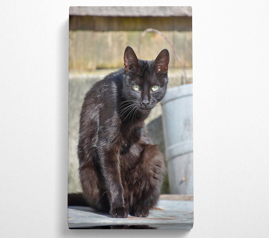  A Canvas Print of Midnight Black Feline Canvas Art