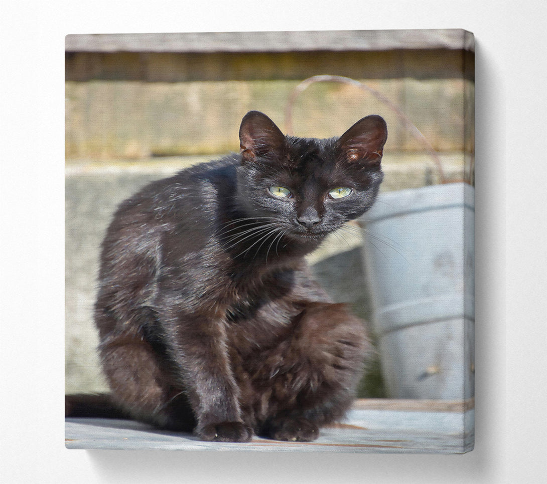  A Canvas Print of Midnight Black Feline Canvas Art