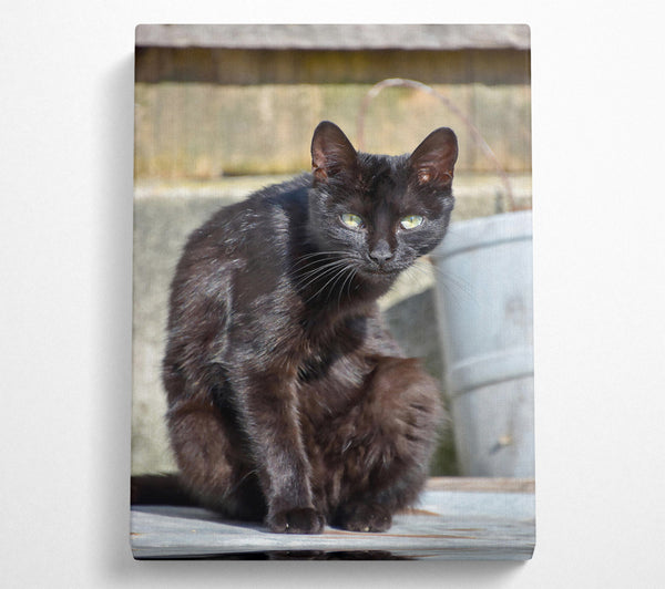  A Canvas Print of Midnight Black Feline Canvas Art