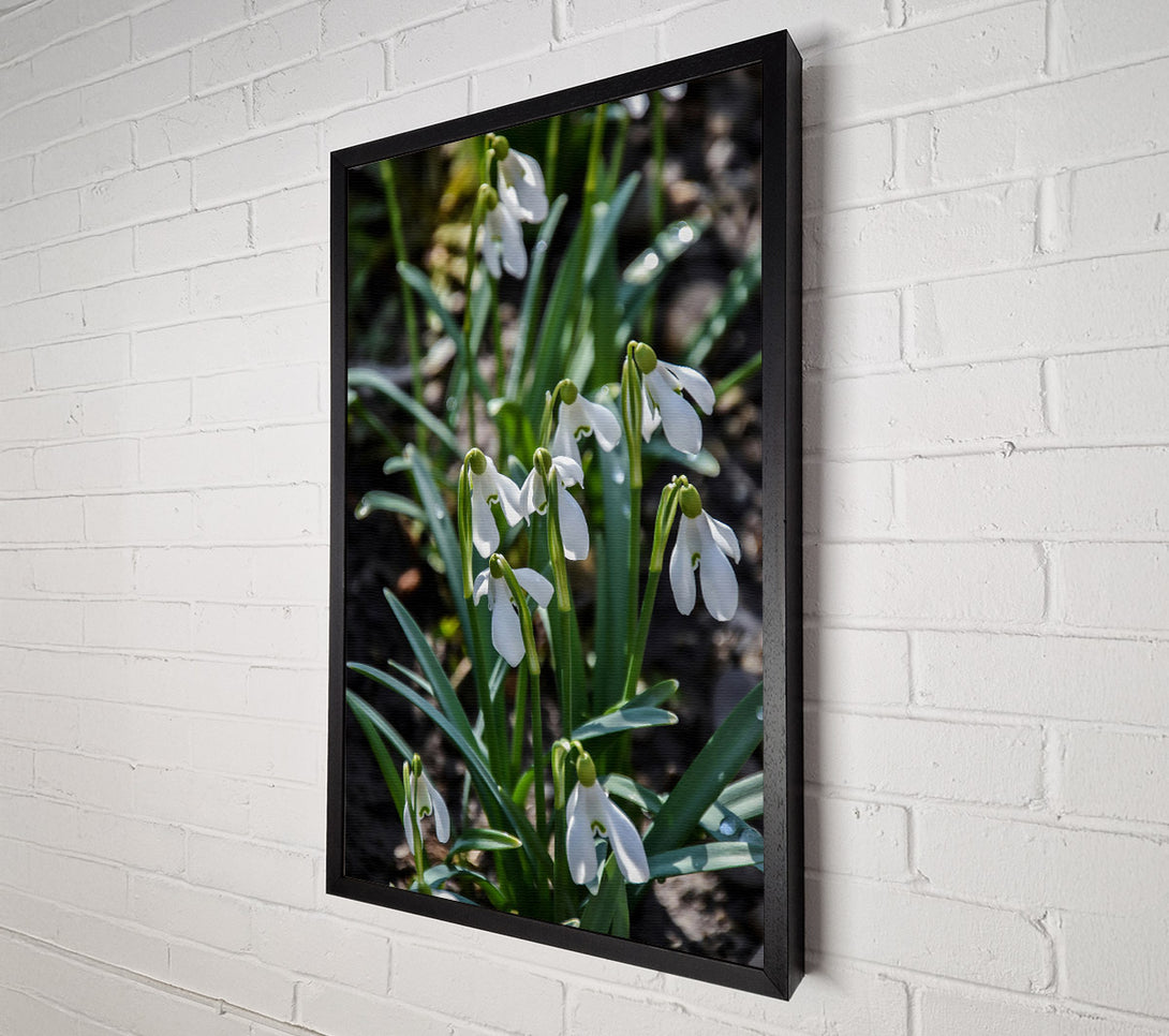  A Canvas Print of Green Snowdrop Meadow Canvas Wall Art