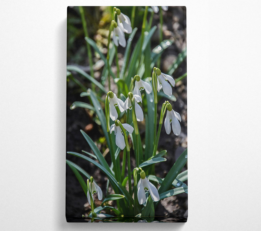  A Canvas Print of Green Snowdrop Meadow Canvas Wall Art