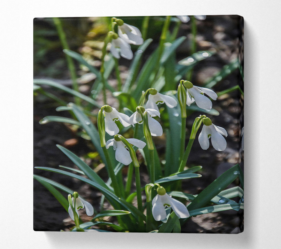  A Canvas Print of Green Snowdrop Meadow Canvas Wall Art