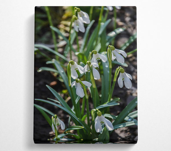  A Canvas Print of Green Snowdrop Meadow Canvas Wall Art