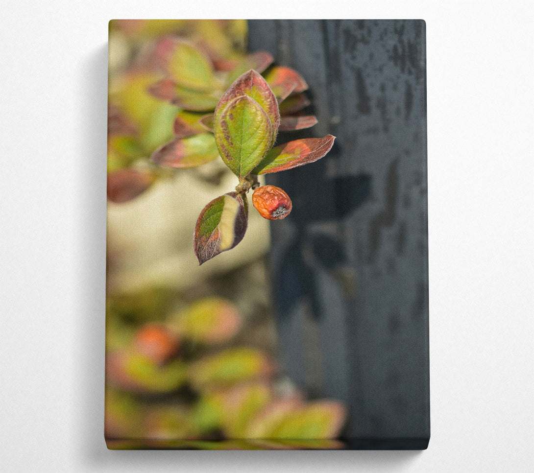 A Canvas Print of Green Leaf And Red Fruit Canvas Wall Art