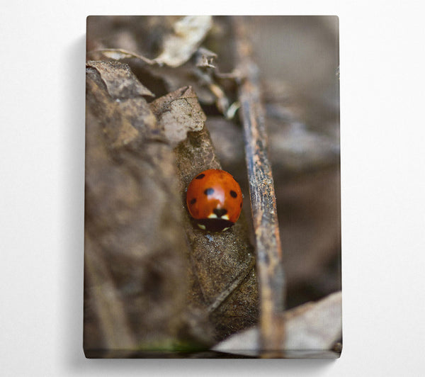  A Canvas Print of Red Ladybug'S Hideaway. Canvas Art