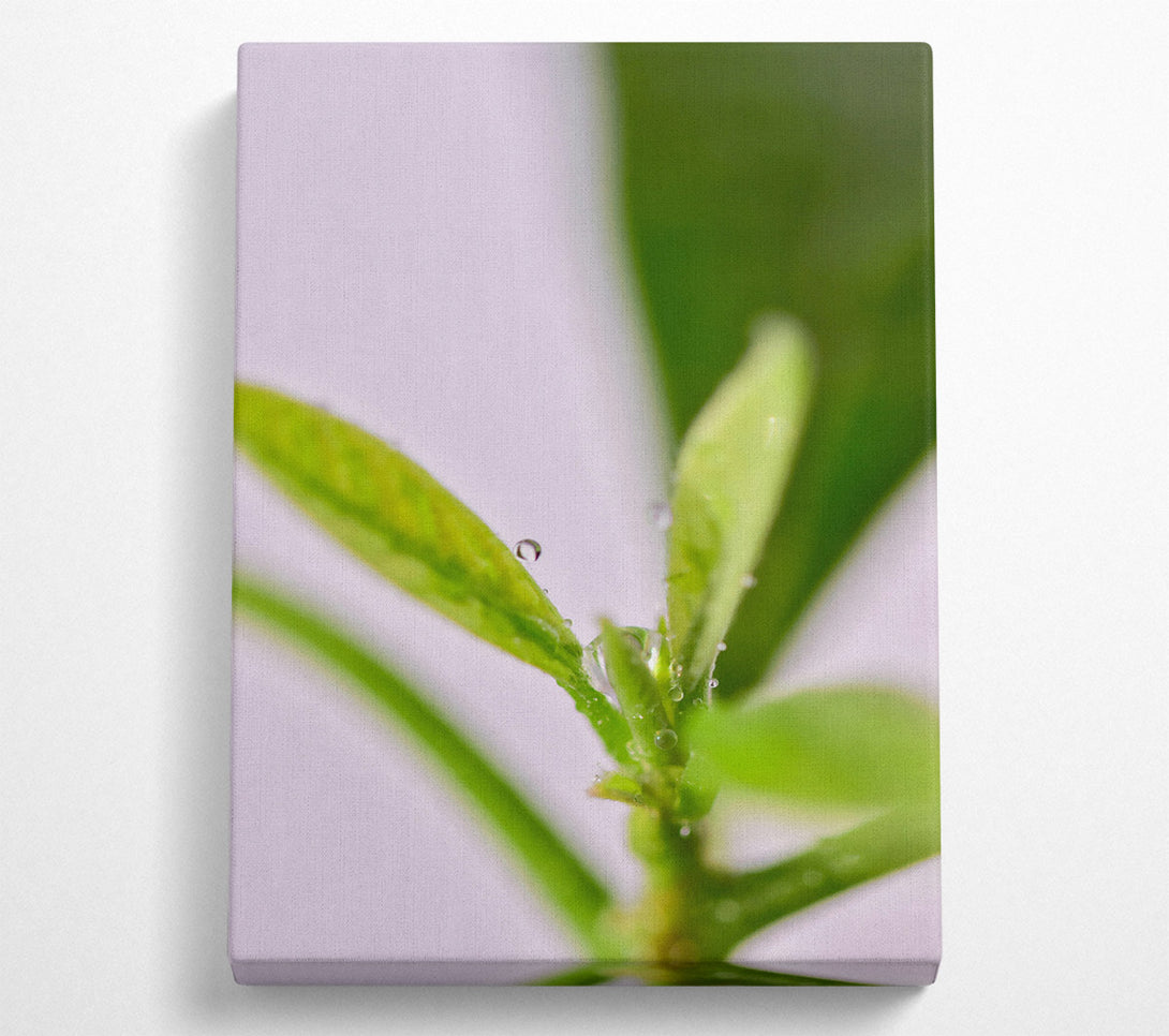  A Canvas Print of Green Dew Drops Canvas Art