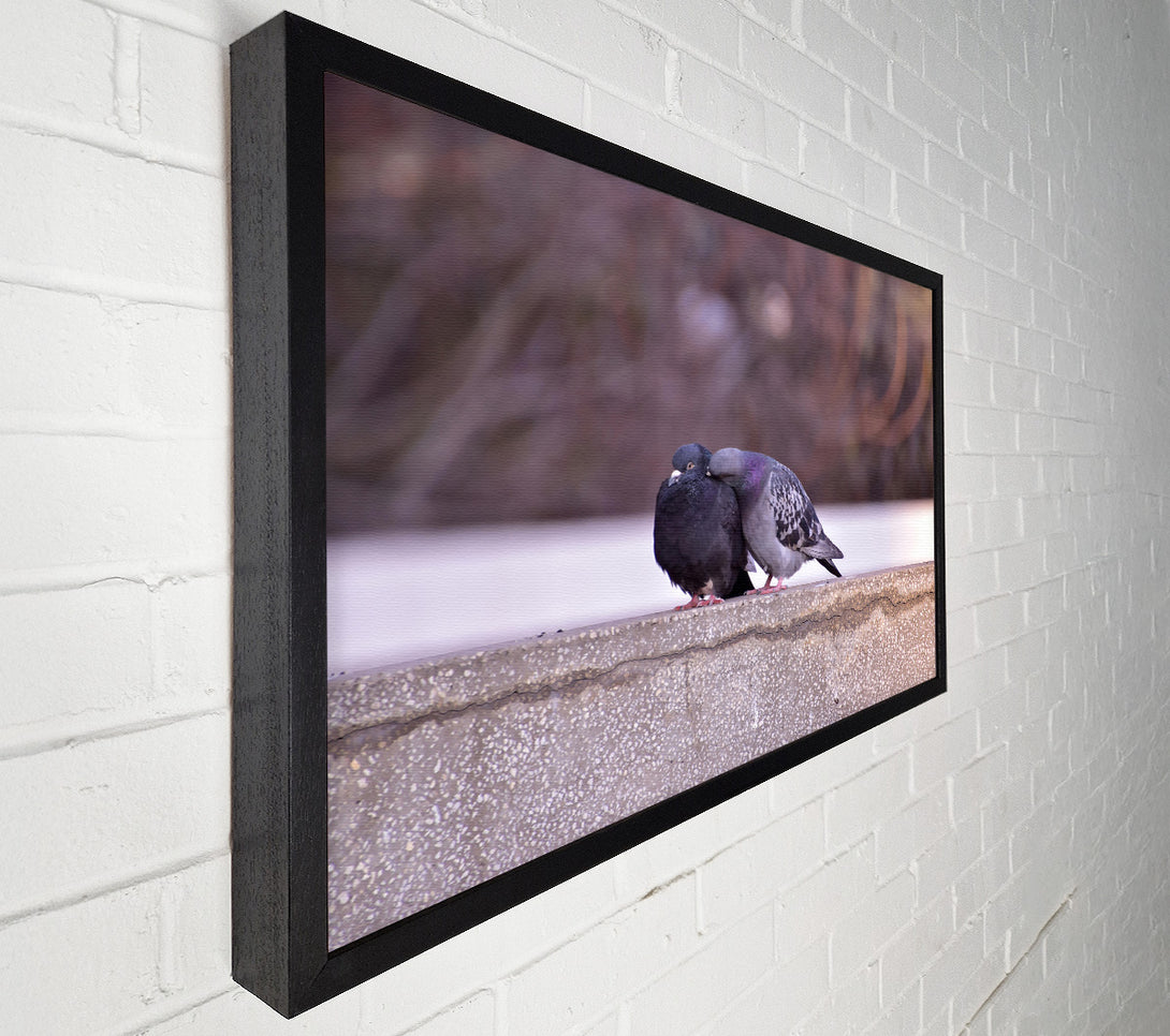  A Canvas Print of Grey Dove'S Embrace Canvas Art