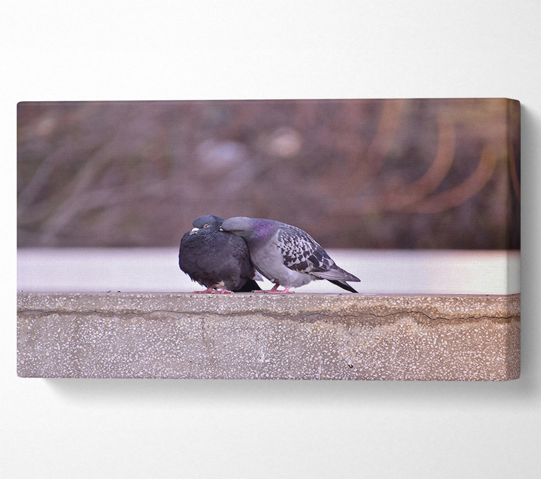  A Canvas Print of Grey Dove'S Embrace Canvas Art