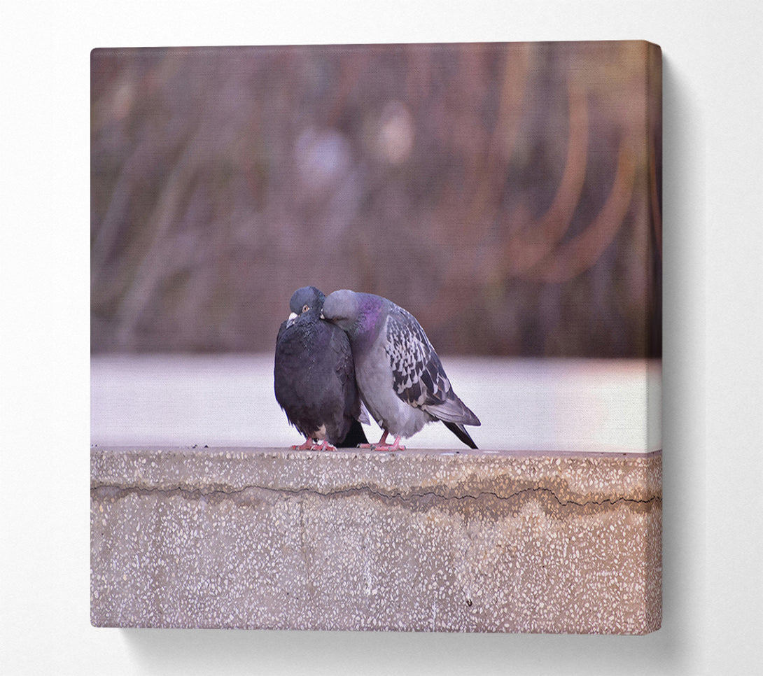  A Canvas Print of Grey Dove'S Embrace Canvas Art