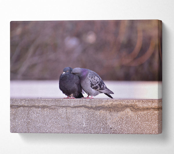  A Canvas Print of Grey Dove'S Embrace Canvas Art