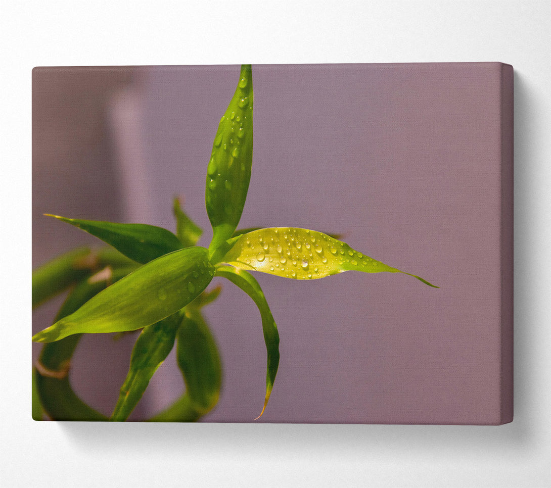  A Canvas Print of Green Dew Drops Canvas Art