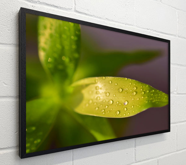 Dewy Lime Leaf