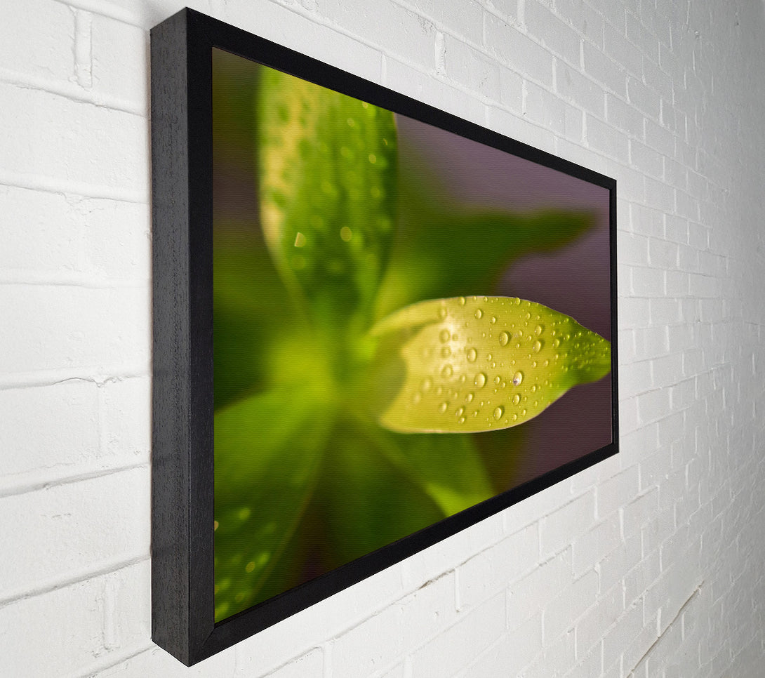  A Canvas Print of Dewy Lime Leaf Canvas Print