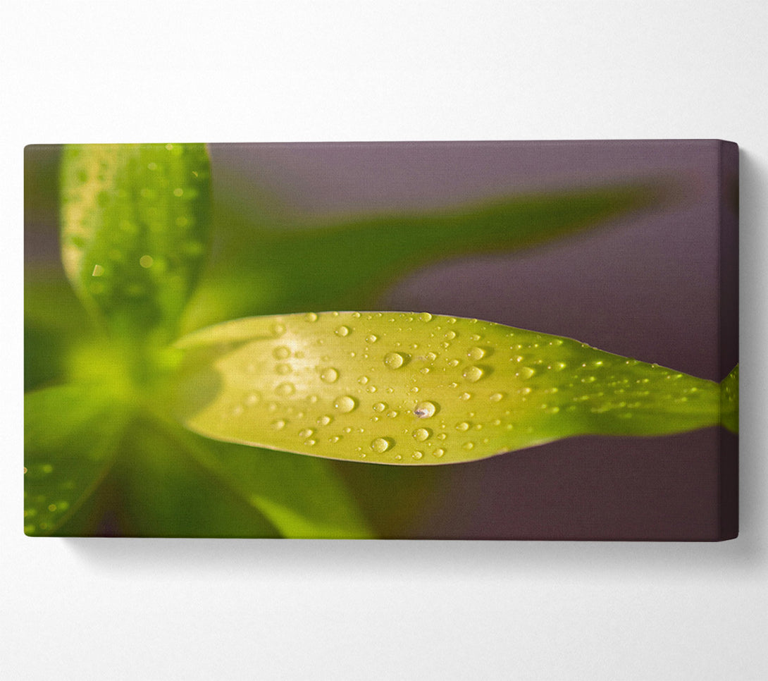  A Canvas Print of Dewy Lime Leaf Canvas Print