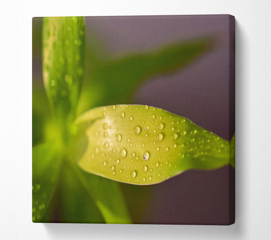  A Canvas Print of Dewy Lime Leaf Canvas Print