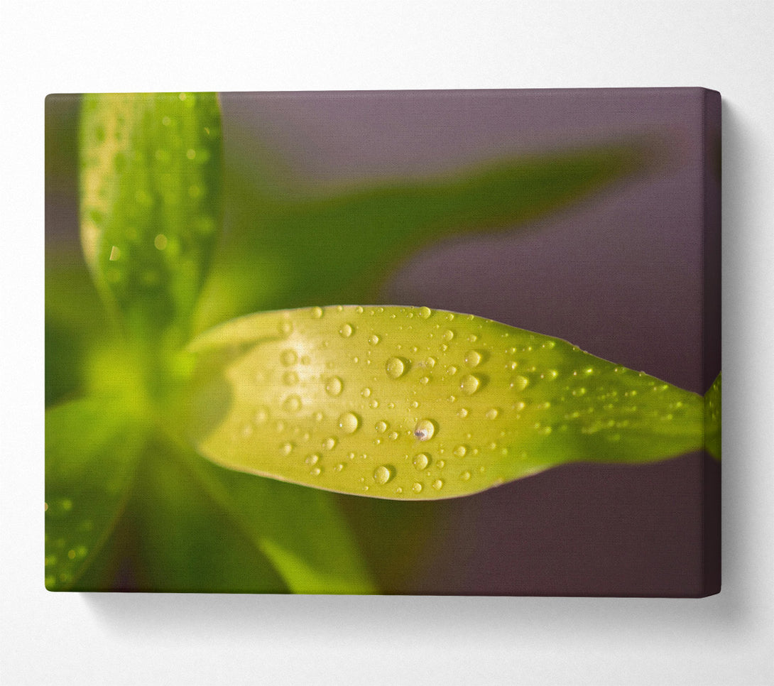  A Canvas Print of Dewy Lime Leaf Canvas Print