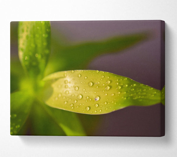  A Canvas Print of Dewy Lime Leaf Canvas Print