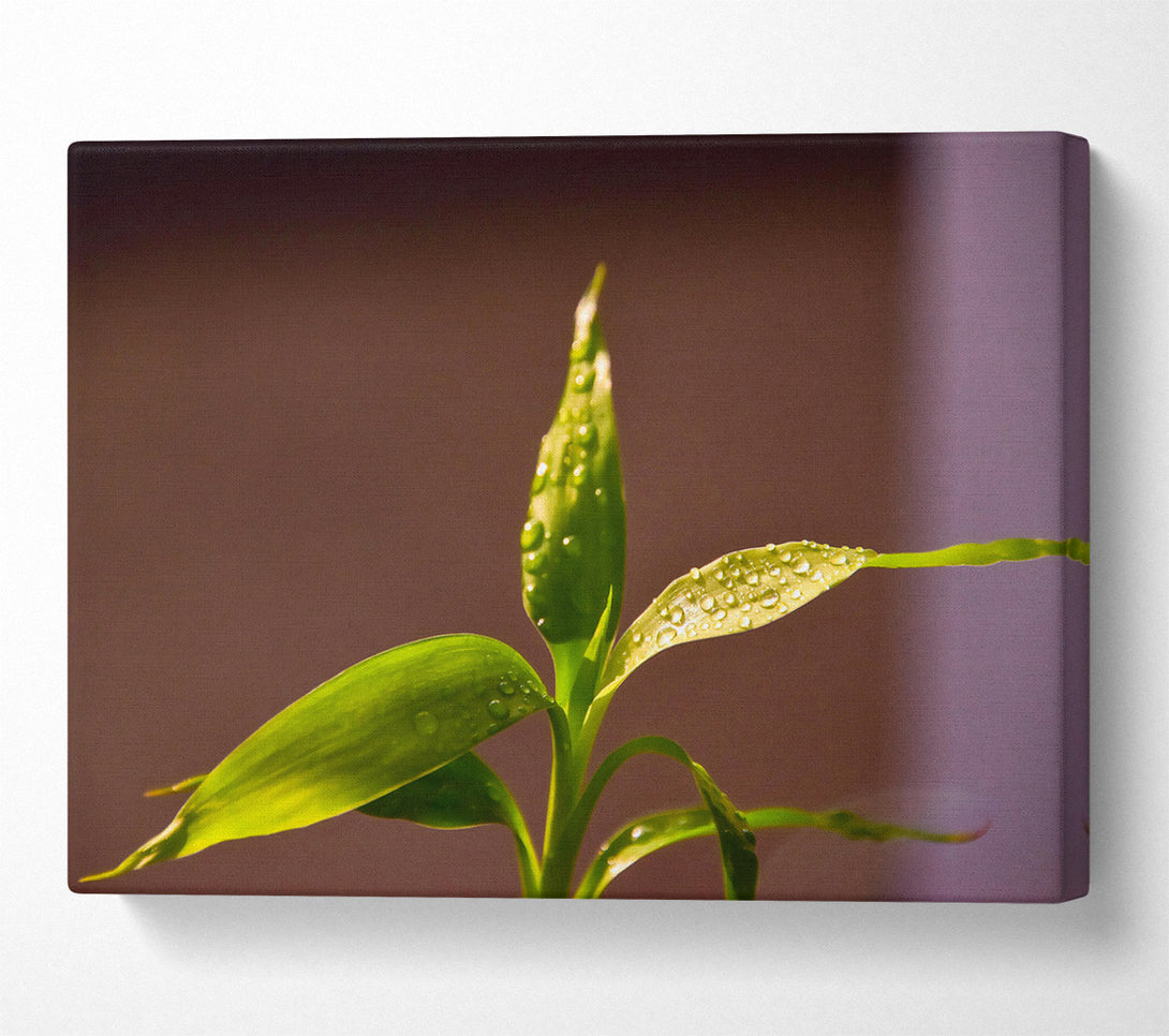  A Canvas Print of Green Dew Drops Canvas Art