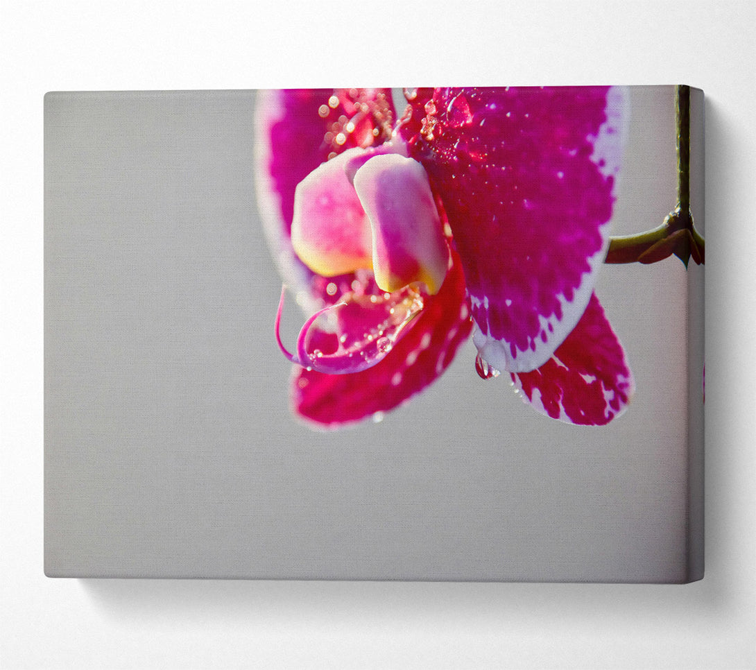  A Canvas Print of Pink Orchid Dewdrop Canvas Wall Art
