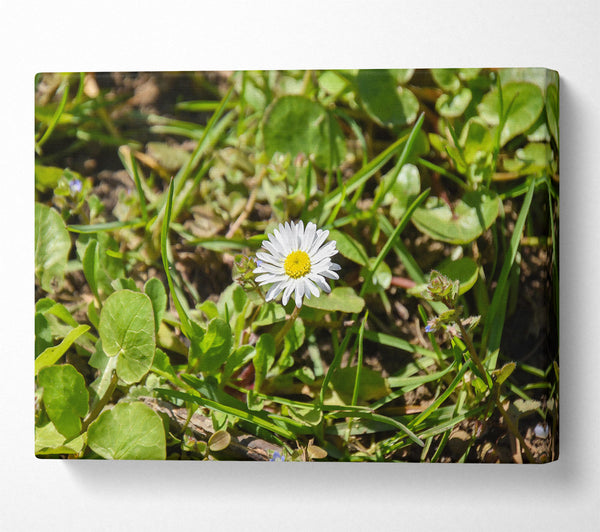  A Canvas Print of White Daisy In Green Grass Canvas Art