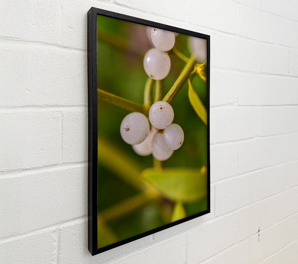 Green Mistletoe Cluster