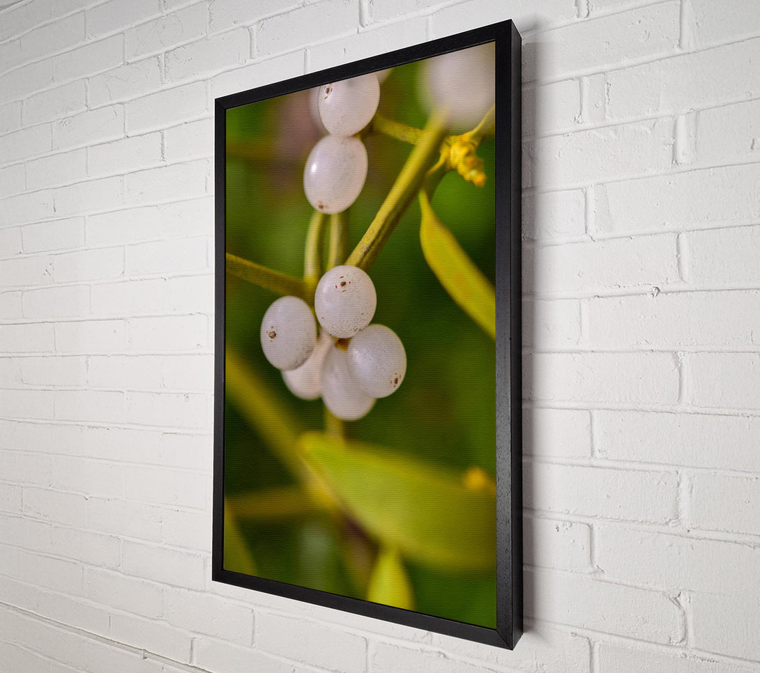  A Canvas Print of Green Mistletoe Cluster Canvas Art