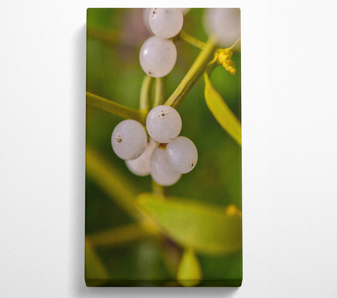  A Canvas Print of Green Mistletoe Cluster Canvas Art