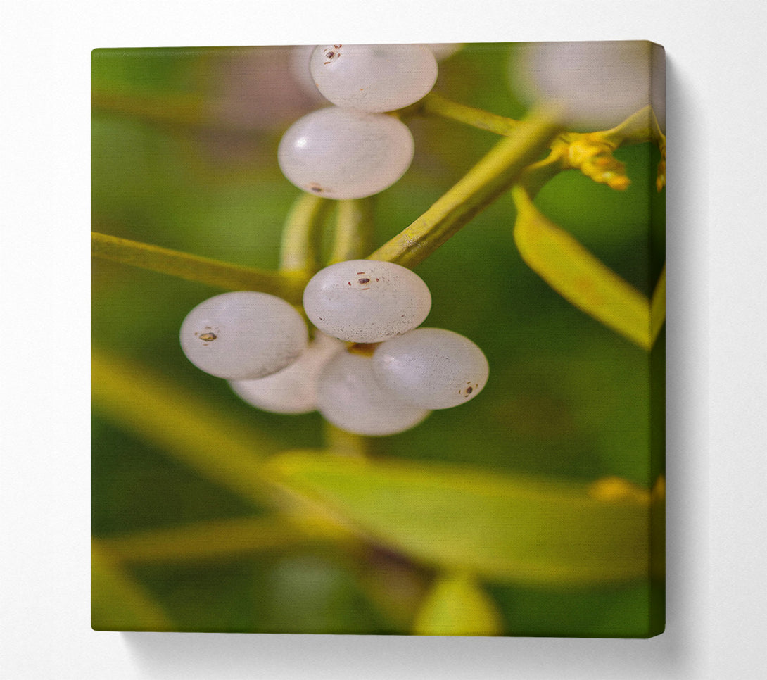  A Canvas Print of Green Mistletoe Cluster Canvas Art