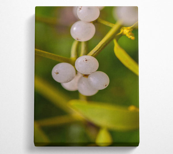  A Canvas Print of Green Mistletoe Cluster Canvas Art
