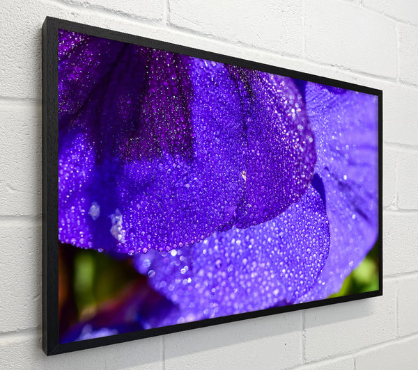 Purple Dewdrops Sparkle