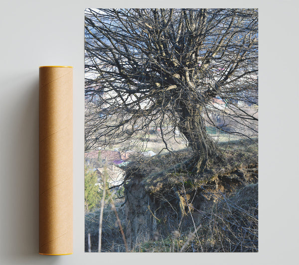 Brown Tree Roots Giclee Print