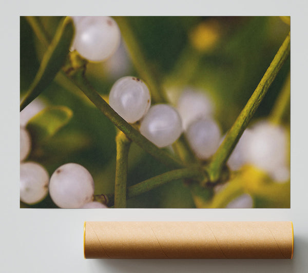 White Winter Berries Print