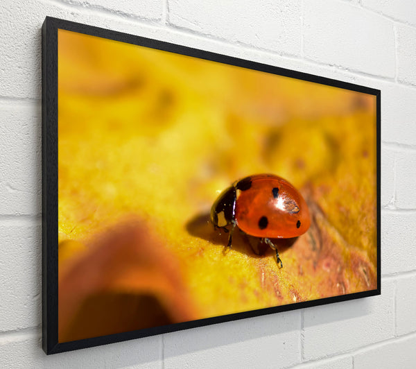 Golden Ladybug Stroll