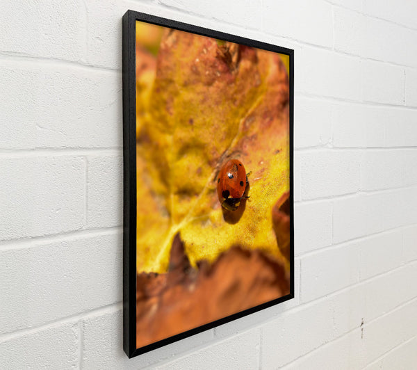 Red On Yellow Leaf