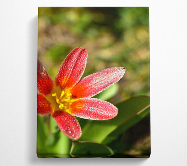  A Canvas Print of Crimson Dewdrop Bloom Canvas Art