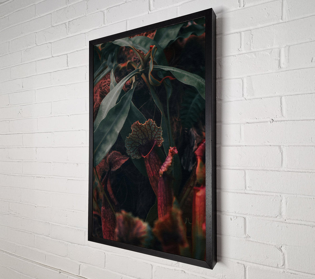  A Canvas Print of Burgundy Pitcher Plant Bloom Canvas Print