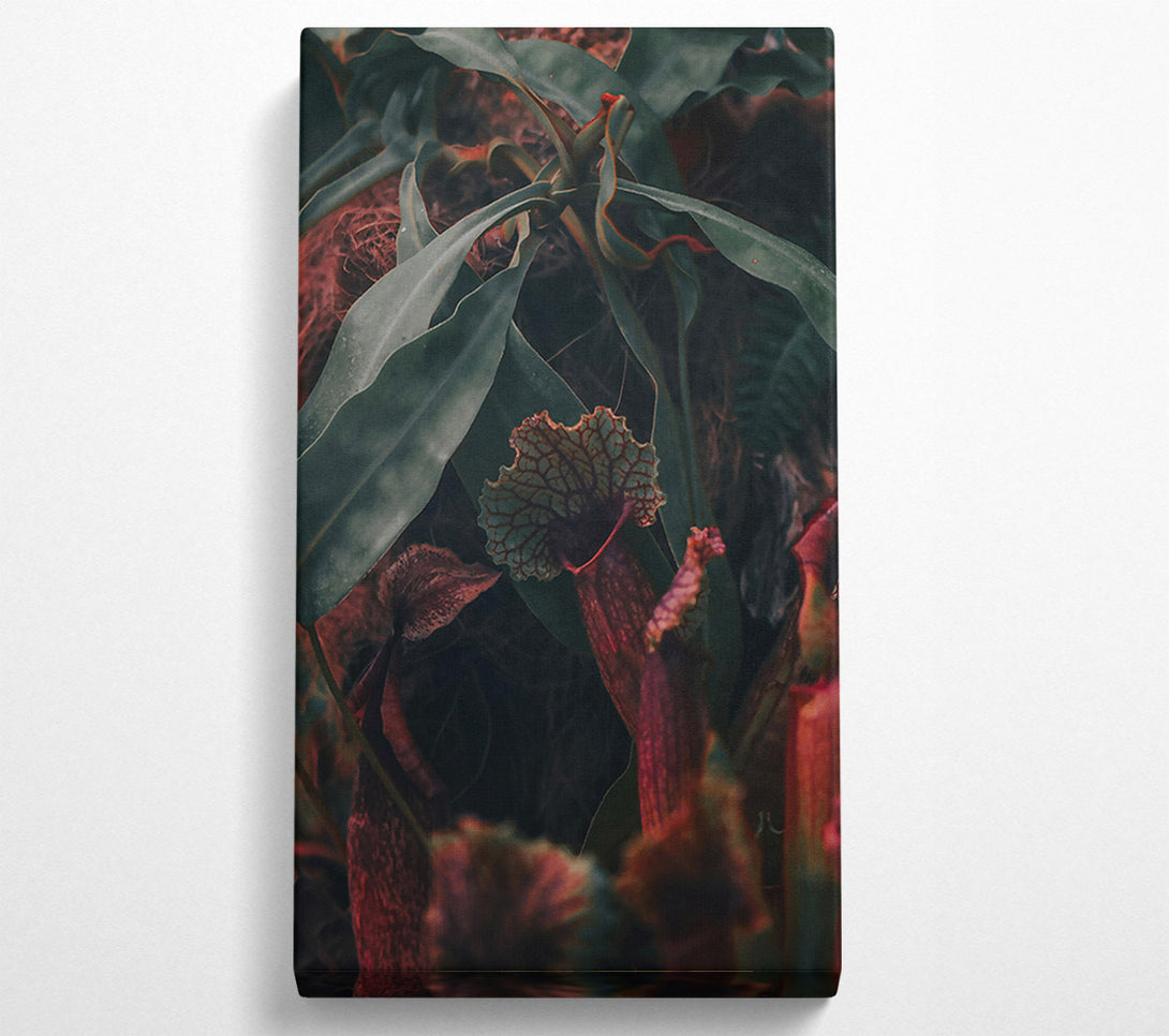  A Canvas Print of Burgundy Pitcher Plant Bloom Canvas Print