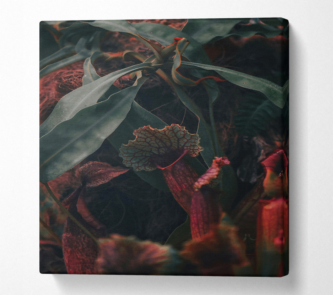  A Canvas Print of Burgundy Pitcher Plant Bloom Canvas Print