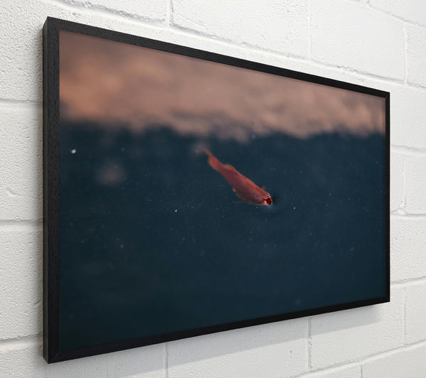 Red Fish In Blue Water.