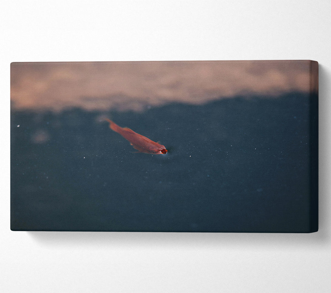  A Canvas Print of Red Fish In Blue Water. Canvas Print