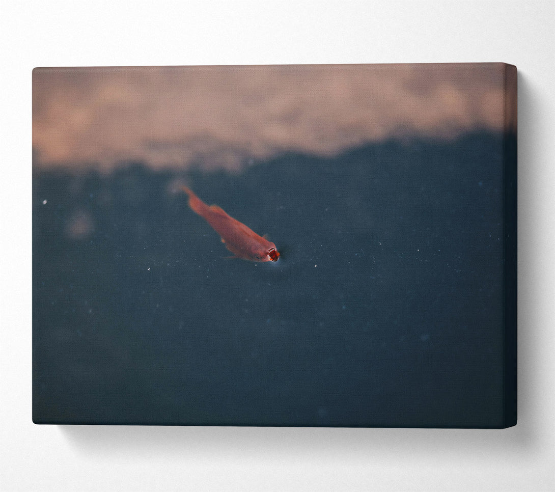  A Canvas Print of Red Fish In Blue Water. Canvas Print
