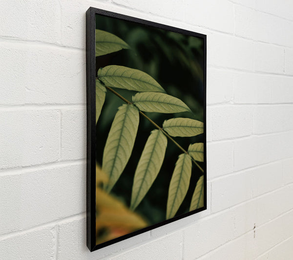 Olive Green Branch