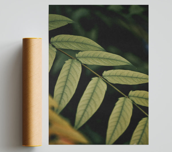 Olive Green Branch Print
