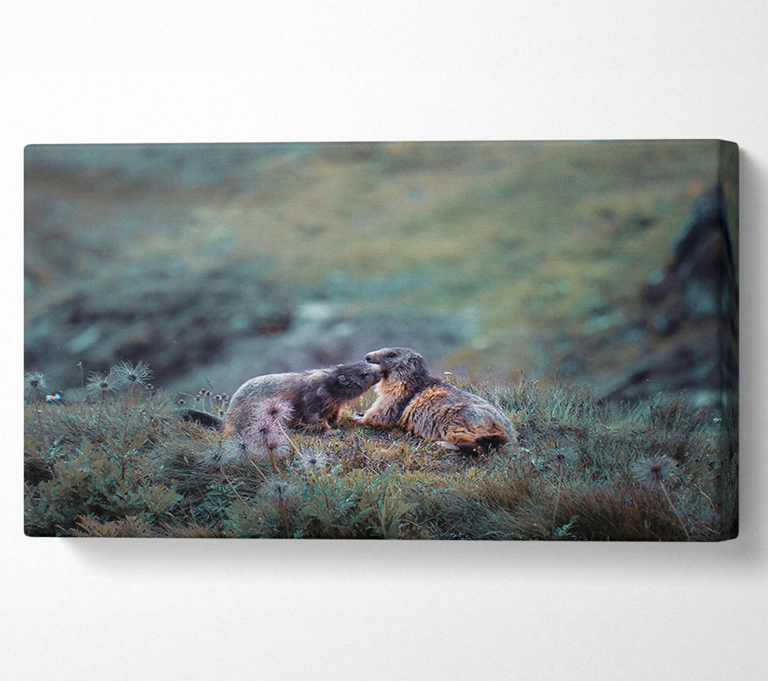  A Canvas Print of Green Mountain Marmots Canvas Wall Art