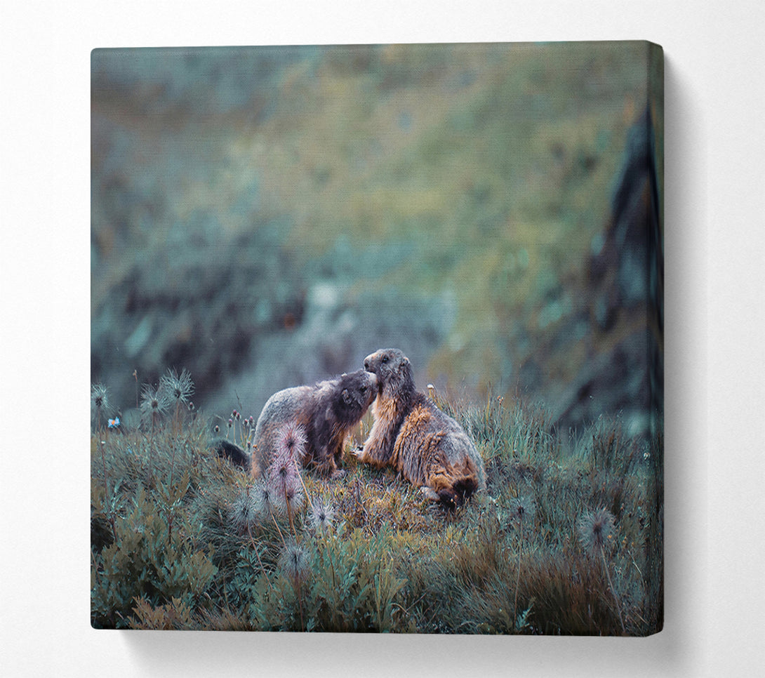  A Canvas Print of Green Mountain Marmots Canvas Wall Art