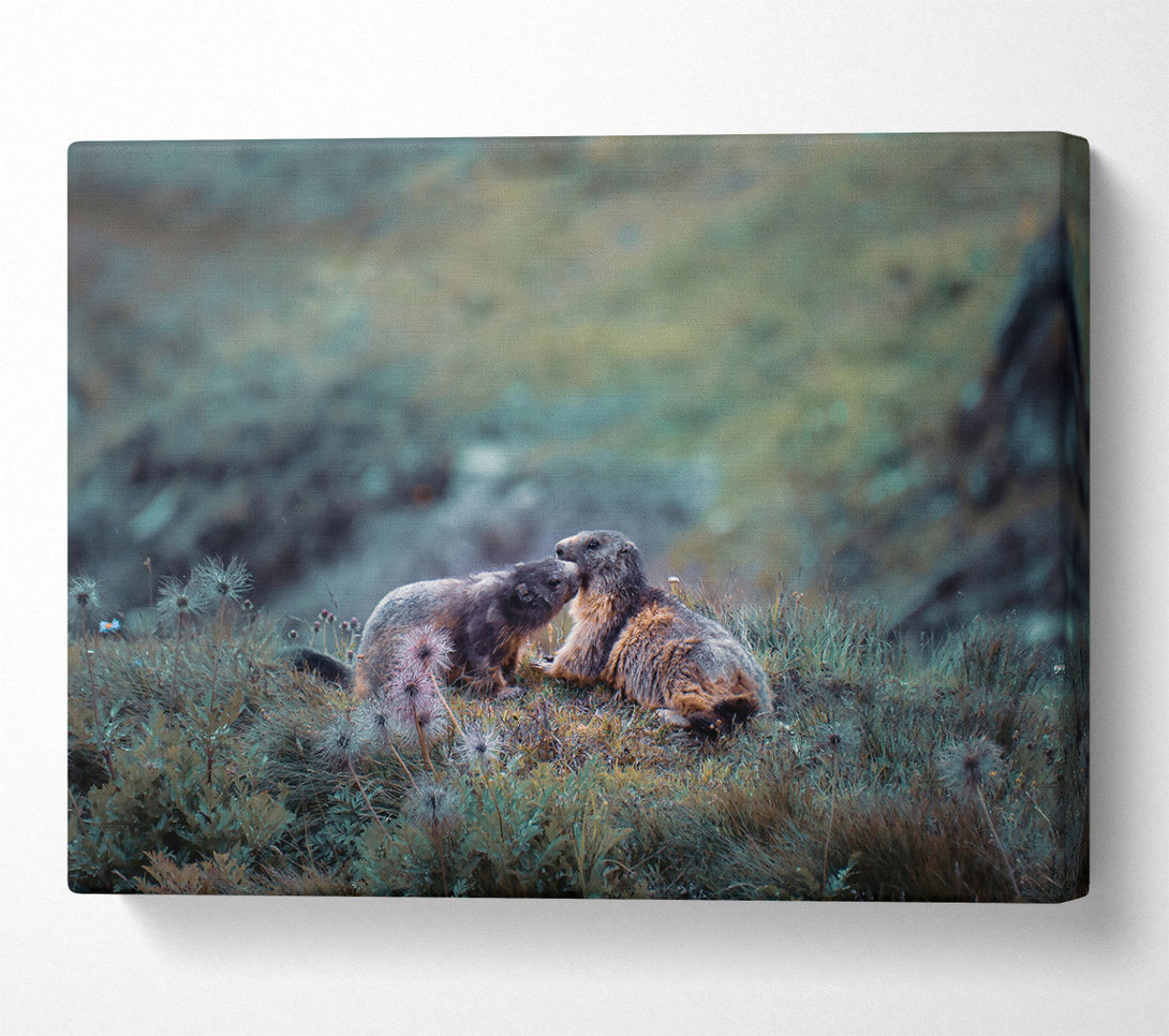  A Canvas Print of Green Mountain Marmots Canvas Wall Art