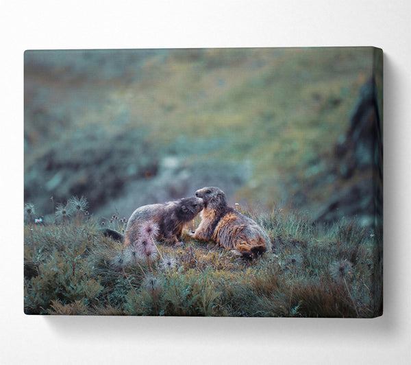  A Canvas Print of Green Mountain Marmots Canvas Wall Art