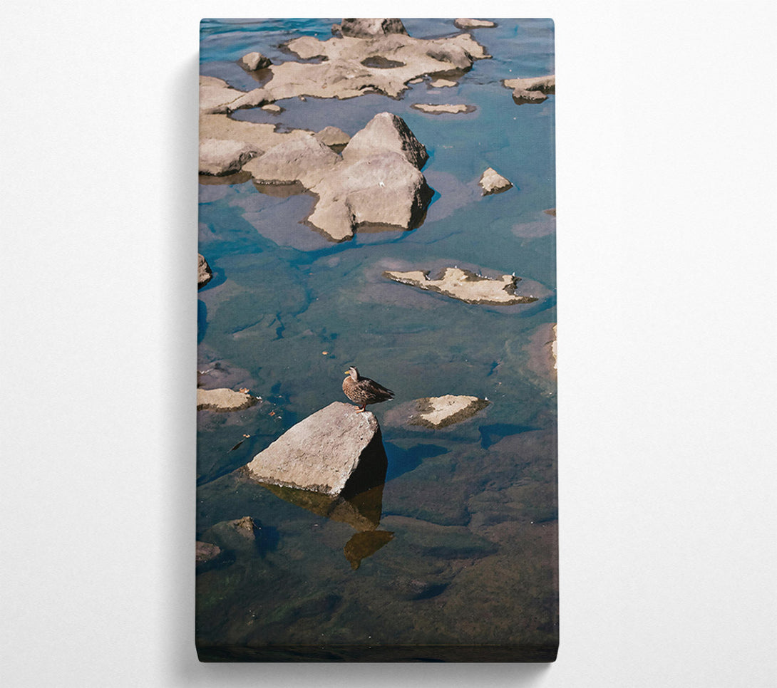  A Canvas Print of Teal Solitude On Rock Canvas Print