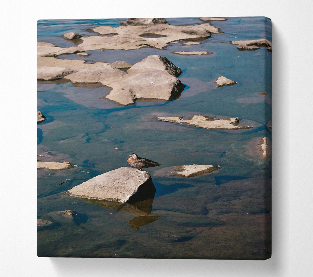  A Canvas Print of Teal Solitude On Rock Canvas Print