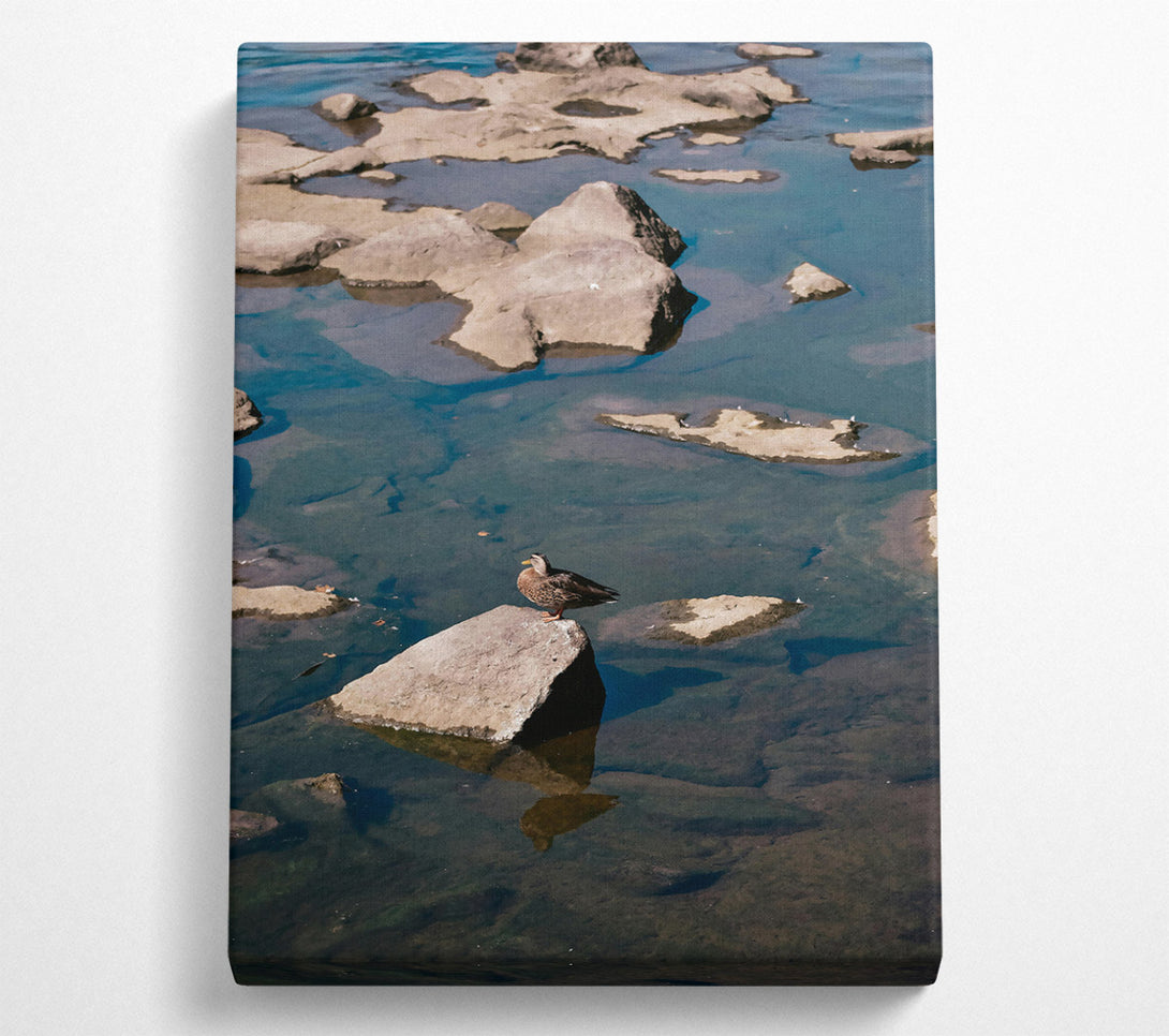  A Canvas Print of Teal Solitude On Rock Canvas Print